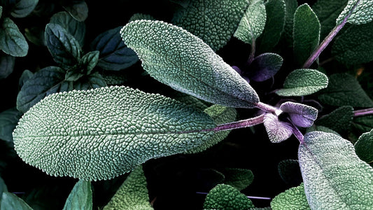 Sage Oil Air Freshener Spray