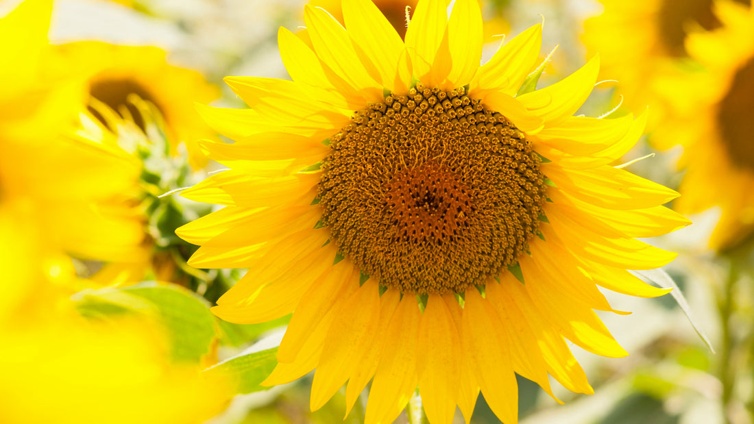 Sunflower Oil Facial Wash for Winter Skin