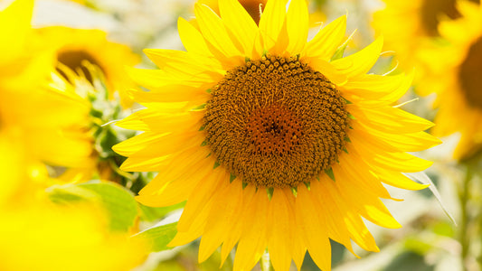 Sunflower Oil Facial Wash for Winter Skin
