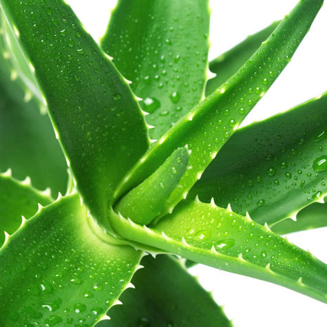 Aloe Vera Anti Aging Facial