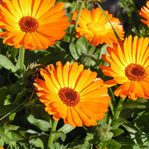 Calendula Stimulates Collagen