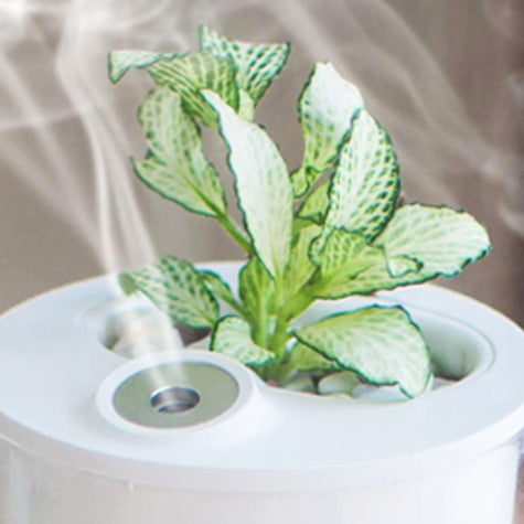 Essential Oils for Humidifiers