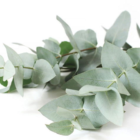 Eucalyptus for Sinus Pressure