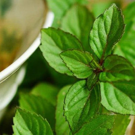 Peppermint Tea Facial Toner