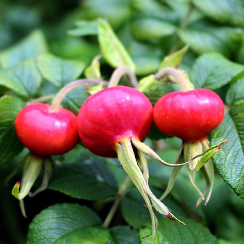 Drink Rose Hips Tea for Vitamin C