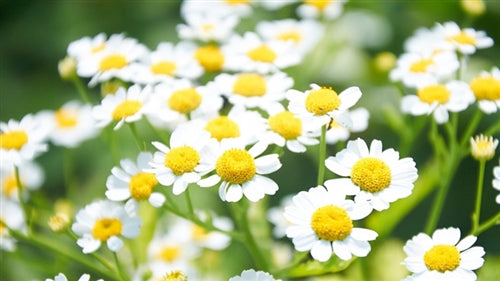 Chamomile Facial & Tea Recipe