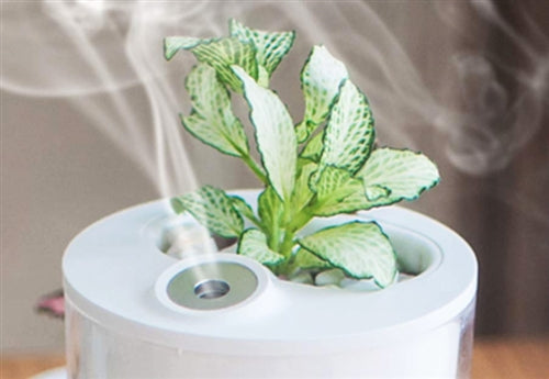 Essential Oils for Humidifiers
