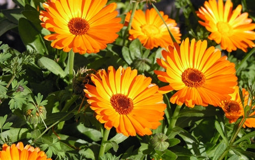 Calendula stimulates collagen