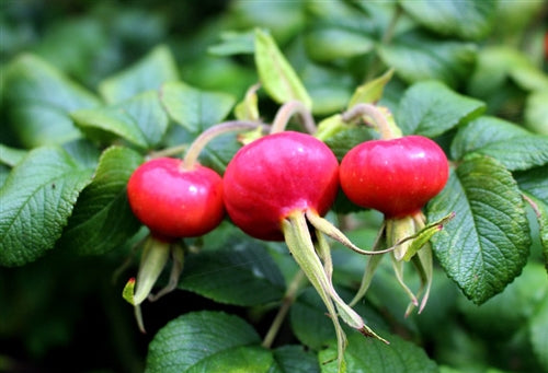 Drink Rose Hips Tea for Vitamin C