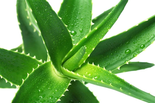 Aloe Vera Anti-Aging Facial